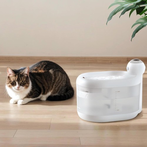Happy and polly wireless - polly, cat